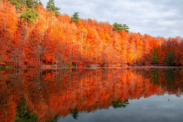 Cores Outono Folhas Coloridas Caídas Lago Magnífica Paisagem Parque Natonial — Fotografia de Stock