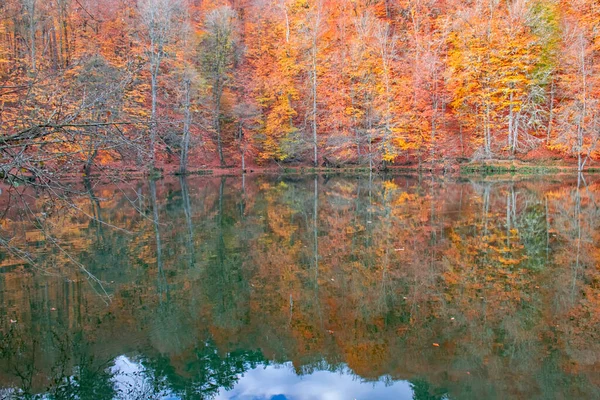 Couleurs Automne Feuilles Tombées Colorées Dans Lac Magnifique Paysage Parc — Photo