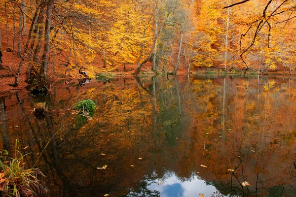 Couleurs Automne Feuilles Tombées Colorées Dans Lac Magnifique Paysage Parc — Photo