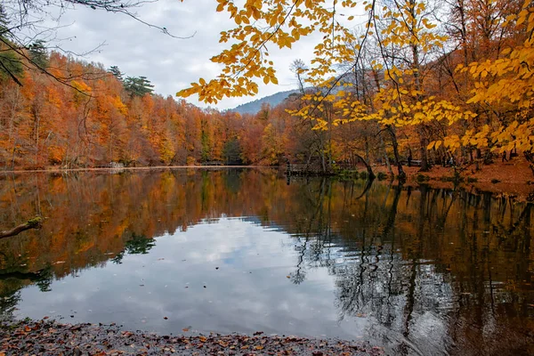 Sonbahar renkleri. Gölde renkli yapraklar var. Muhteşem bir manzara. Natonial Parkı. Fotoğraf 10 Kasım 2018 'de çekildi Yedigoller. Bolu, İstanbul, Türkiye.