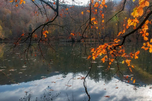 Couleurs Automne Feuilles Tombées Colorées Dans Lac Magnifique Paysage Parc — Photo