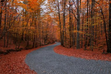 Sonbaharda ağaç dallarından düşen renkli yaprakların görüntüsü. Asfalt dağ yolu. (Yedigller) Yedigoller Milli Parkı, Bolu, İstanbul. Türkiye.
