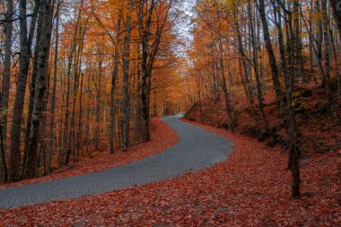 Sonbaharda ağaç dallarından düşen renkli yaprakların görüntüsü. Asfalt dağ yolu. (Yedigller) Yedigoller Milli Parkı, Bolu, İstanbul. Türkiye.