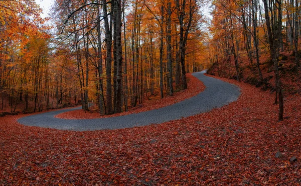 Image of colorful leaves falling down from tree branches in autumn. Asphalt mountain road. (Yedigller). Yedigoller National Park, Bolu, Istanbul. Turkey.
