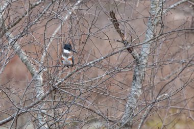 Belted kingfisher (Megaceryle alcyon) sitting in tree at Wildcat Glades in Joplin, Missouri clipart