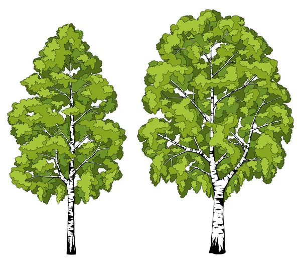 Berken Boom Een Reeks Beelden — Stockvector