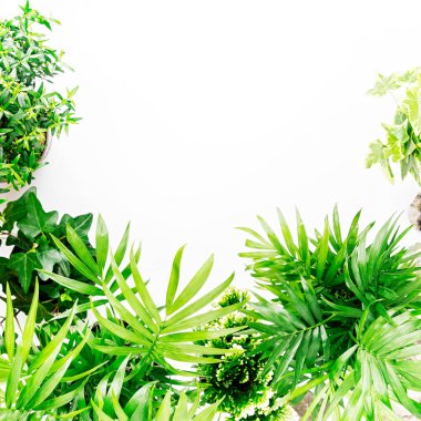 Tropikal yaprak ve bitki metin için yer ile beyaz bir arka plan üzerinde. Üstten görünüm, düz yatıyordu.