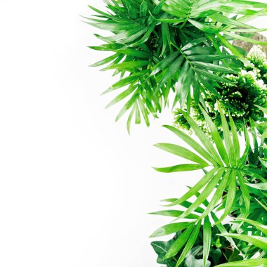 Tropikal yaprak ve bitki metin için yer ile beyaz bir arka plan üzerinde. Üstten görünüm, düz yatıyordu.