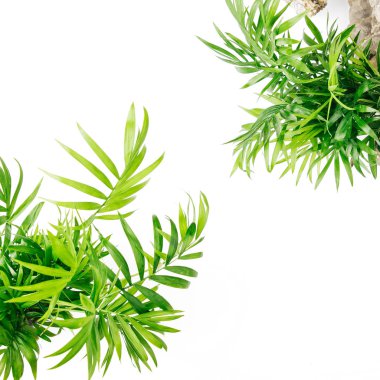 Tropikal yaprak ve bitki metin için yer ile beyaz bir arka plan üzerinde. Üstten görünüm, düz yatıyordu.