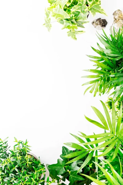 Tropical leaves and plants  on a white  background with space for text. Top view, flat lay.