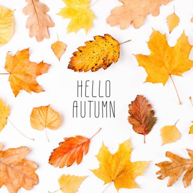 Sonbahar kompozisyon. Desen yapılan Sonbahar yaprakları ve el yazısı yazıt