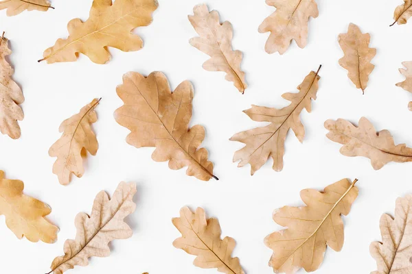 Autumn composition of autumn leaves isolated on white background