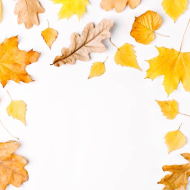 Beyaz arka plan üzerinde sonbahar yaprakları düz yatıyordu bileşimi