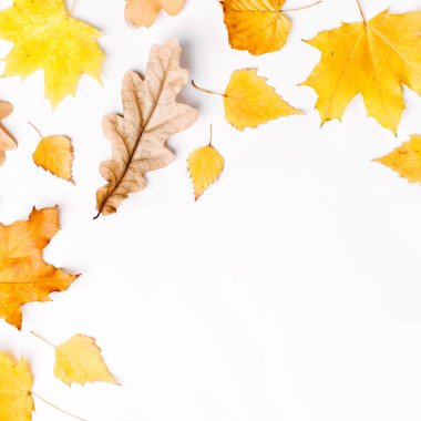 Sonbahar sonbahar kompozisyon üzerinde izole beyaz arka plan bırakır