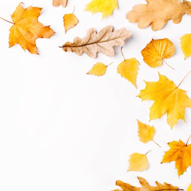 Sonbahar sonbahar kompozisyon üzerinde izole beyaz arka plan bırakır