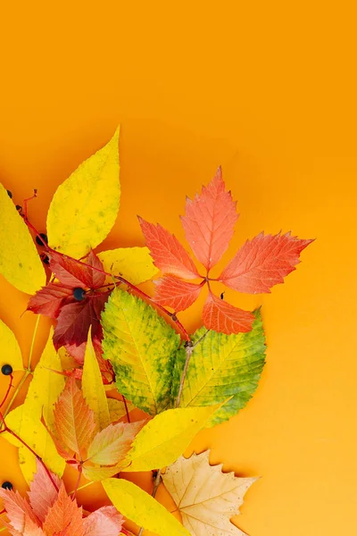 オレンジ色の背景に明るい秋葉 — ストック写真