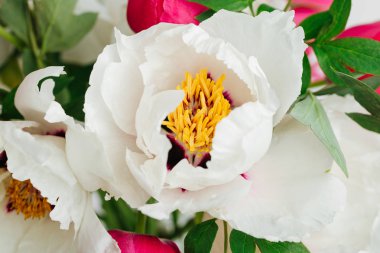 Güzel buket beyaz peonies ve beyaz arka plan üzerinde cam vazoda pembe laleler