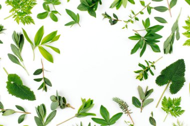 Yeşil yaprakları çerçeve tarz. Çeşitli orman çim ve beyaz bir arka plan yapraklarda.