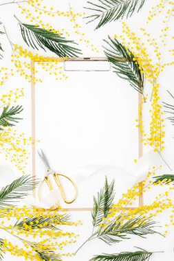 Beyaz arka planda Pano ve Mimoza çiçekler. Düz yatıyordu, en iyi görünüm. Bahar kavramı