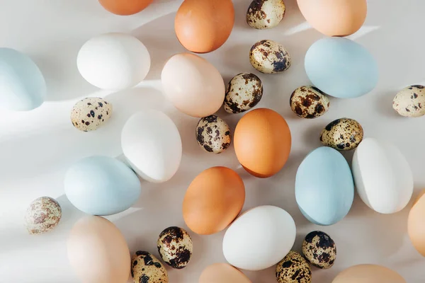 Warna Alami Coklat Burung Puyuh Dan Telur Putih Dengan Lampu — Stok Foto