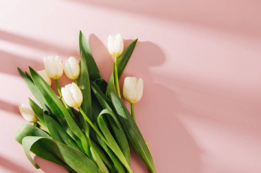 Sabah güneş ışığı ile soluk pembe arka plan üzerinde Beyaz Lale. Pastel renklerde şık besteleri.