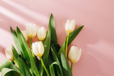 Sabah güneş ışığı ile soluk pembe arka plan üzerinde Beyaz Lale. Pastel renklerde şık besteleri.