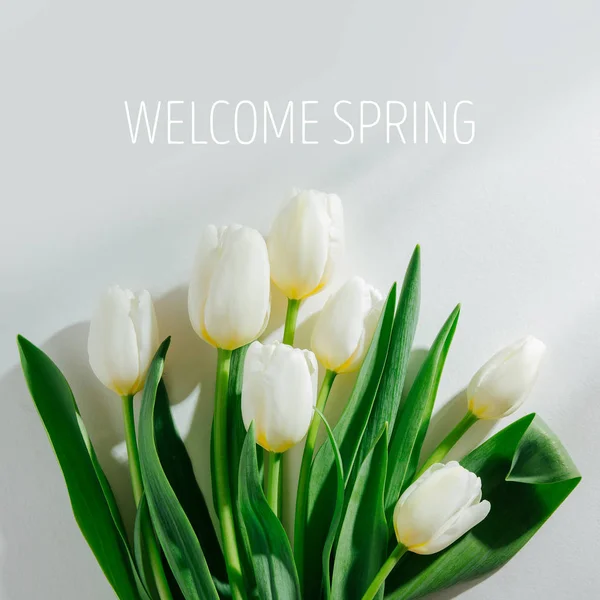 Tulipanes Blancos Sobre Fondo Blanco Con Luz Del Sol Mañana — Foto de Stock