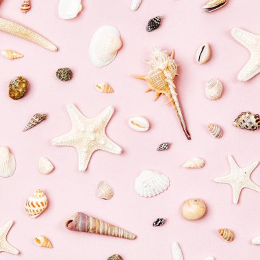 Deniz kabuklarını ve denizyıldızı soluk pembe bir arka plan üzerinde. Yaz saati kavramı. Deniz desen. 