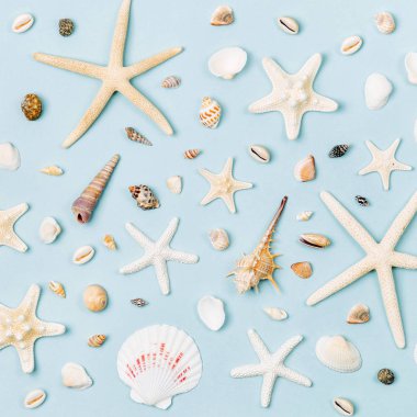 Deniz kabuklarını ve denizyıldızı mavi bir arka plan üzerinde. Yaz saati kavramı. Deniz desen. 