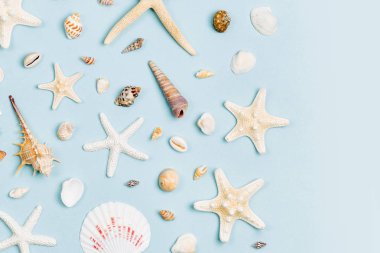 Deniz kabuklarını ve denizyıldızı mavi bir arka plan üzerinde. Yaz saati kavramı. Deniz desen. 