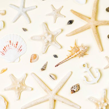Deniz kabuklarını ve denizyıldızı pastel bir arka plan üzerinde. Yaz saati kavramı. Deniz desen. 