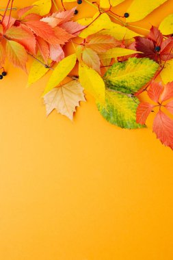 Parlak turuncu arka plan üzerinde yaprak