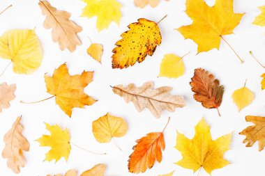 Renkli sonbahar yaprakları ile sonbahar kompozisyon