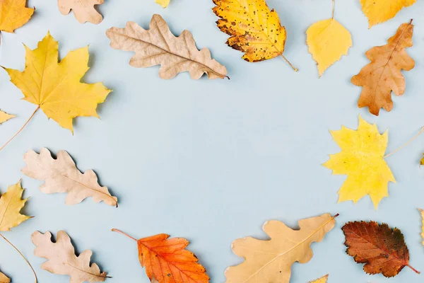 Composição Outono Com Folhas Outono Coloridas — Fotografia de Stock