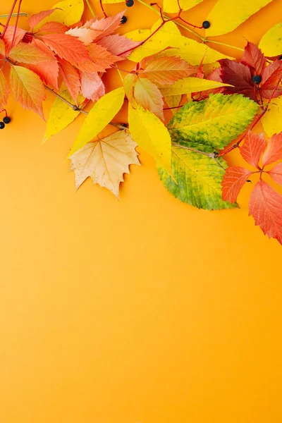オレンジ色の背景に明るい秋葉 — ストック写真