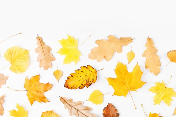 Composição Outono Com Folhas Outono Coloridas — Fotografia de Stock