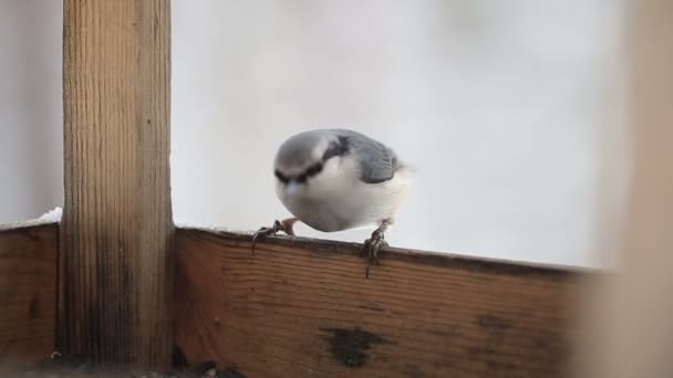 Een Grijze Kat Squints Zonnestralen Een Witte Vensterbank Een Huisdier — Stockvideo