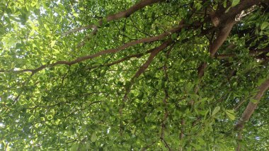 Yakın plan güzel dal ve yeşil yapraklar arkaplan, doğa, dekor, kopyalama alanı 