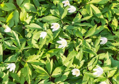 Ormanda bahar çiçekleri.