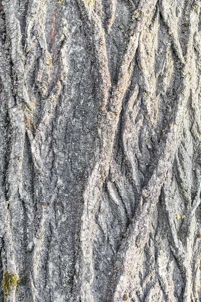 Текстура Кори Дерева Крупним Планом — стокове фото