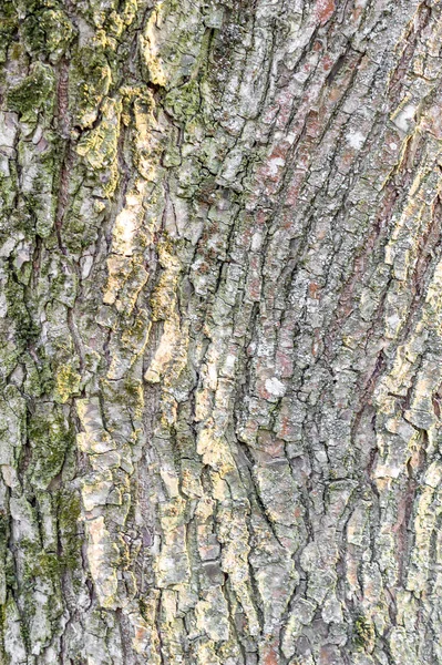 Trädbarkens Struktur Närbild — Stockfoto