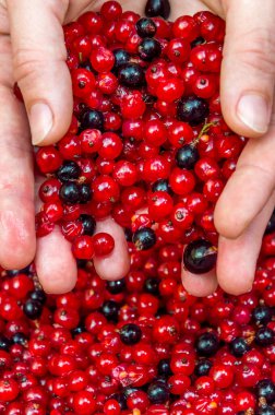 Kadın avuçlarında üzümler, arka planda böğürtlenler. Kapat..