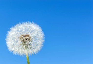 Mavi gökyüzüne karşı karahindiba.