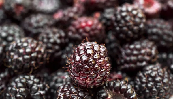 Lampone Nero Come Sfondo Alimentare Vicino — Foto Stock