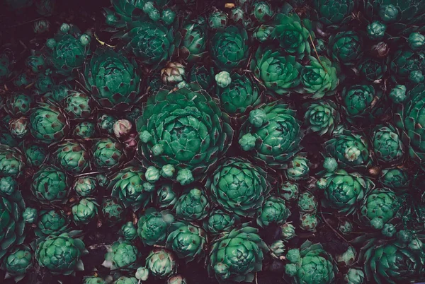 Zöld Növények Mintája Természetes Háttér Növények Bezárul Sötétben — Stock Fotó
