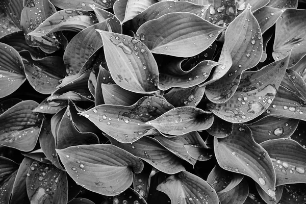 Hosta Grandes Folhas Verdes Com Gotas Chuva Fundo Tom Escuro — Fotografia de Stock