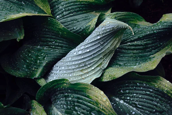 Hosta Μεγάλα Πράσινα Φύλλα Σταγόνες Βροχής Σκούρο Τόνο Φόντο Ανοιξιάτικο — Φωτογραφία Αρχείου