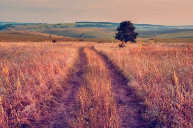 Orta Rusya 'nın panoramik manzarası. Tepeleri ve kır yolu olan tarımsal kırsal bölge. Samara vadilerinin yaz manzarası. Rus kırsalında.