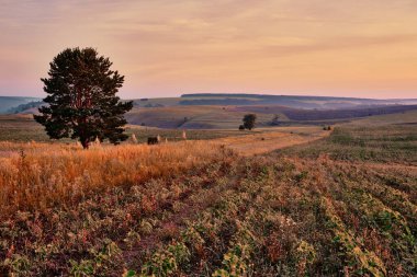 Orta Rusya 'nın panoramik manzarası. Tepeleri ve kır yolu olan tarımsal kırsal bölge. Samara vadilerinin yaz manzarası. Rus kırsalında.