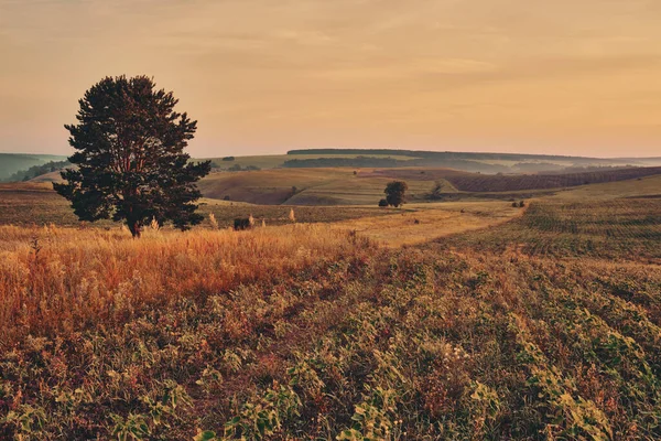 Paisagem Panorâmica Centro Rússia Campo Agrícola Com Colinas Estrada Rural — Fotografia de Stock